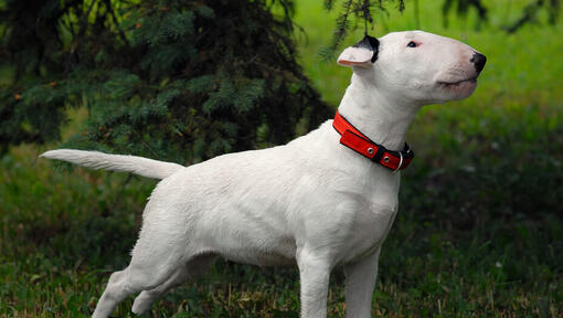 White dog store with long nose